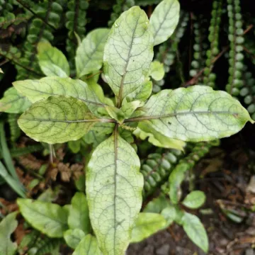 Coprosma tenuifolia
