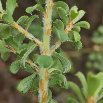 Hairy Bush Pea