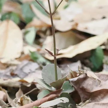Kalanchoe blossfeldiana