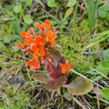 Kalanchoe blossfeldiana