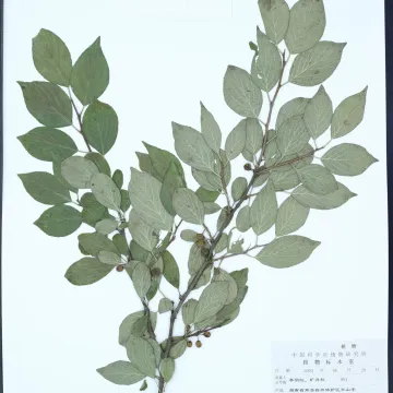 Жостер морщинистый