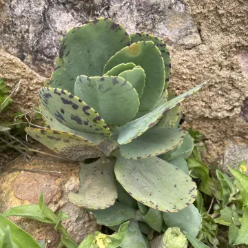 Kalanchoe marmorata