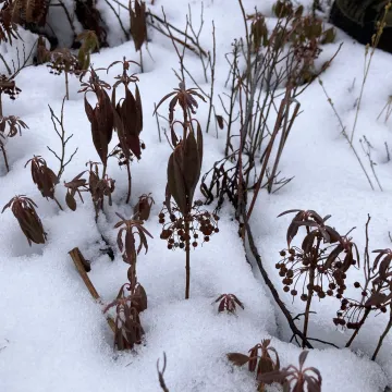 Sheep laurel