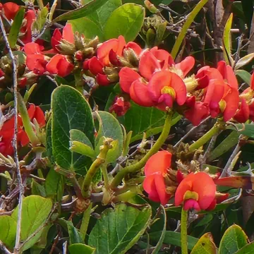 Coral vine