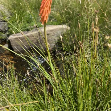 Nelson's kniphofia