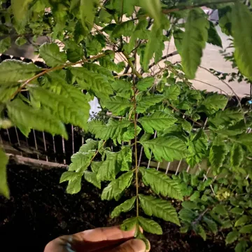Goldenrain tree