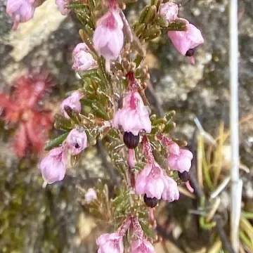 Erica placentiflora