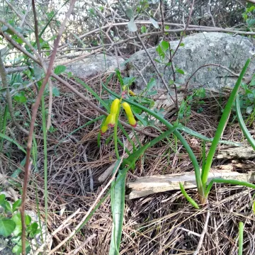 Lachenalia aloides (L. f.) Pers. ex Engl.