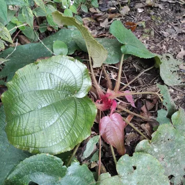 Phyllagathis hispida