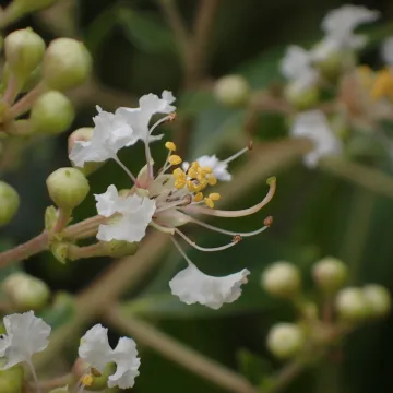 Faurie's crape myrtle
