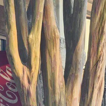 Crepe myrtle