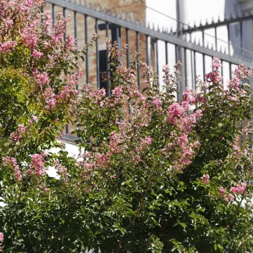 Lagerstroemia