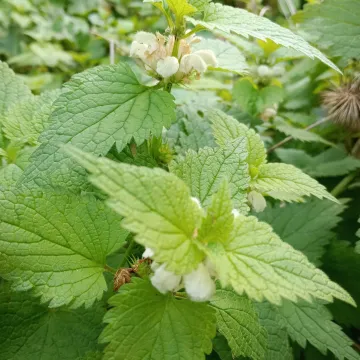 White dead-nettle