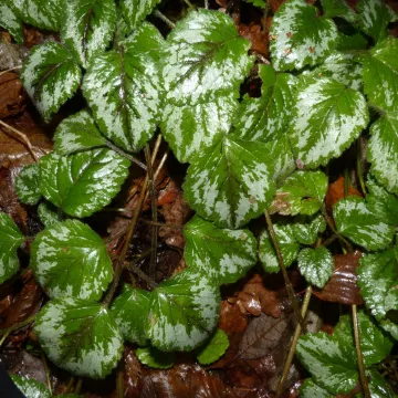 Yellow archangel