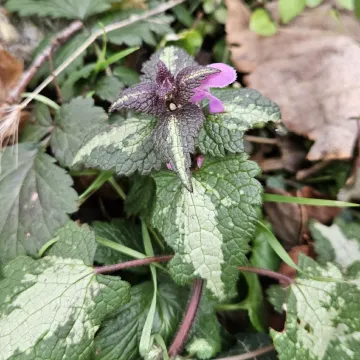 Spotted dead-nettle