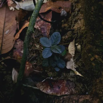 Ptyssiglottis