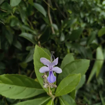 Rotheca serrata
