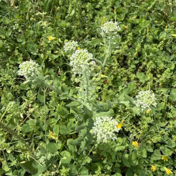 Field pepperweed