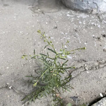 Pepperweed