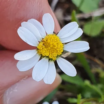 Creeping daisy