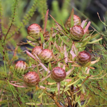 Spear-leaf conebush