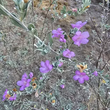 Leucophyllum Fringes