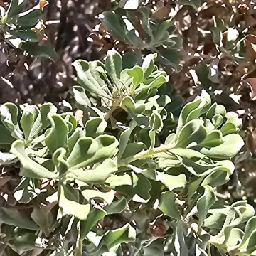 Левкофиллум Лангмана