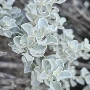 Leucophyllum zygophyllum