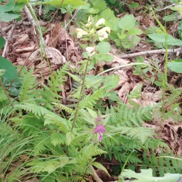 Pedicularis mandshurica