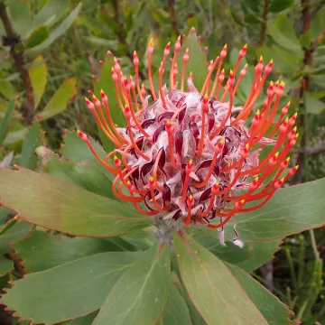Leucospermum glabrum x Leucospermum tottum