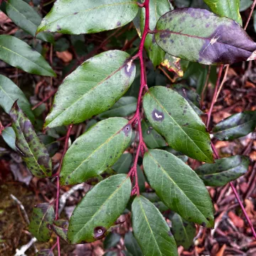 Leucothoe fontanesiana