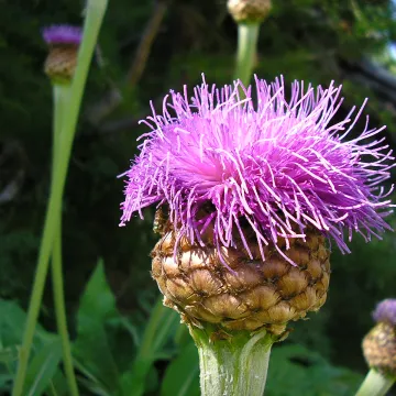 Leuzea rhapontica