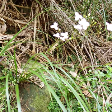 Libertia grandiflora