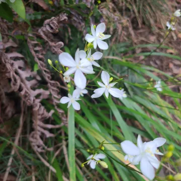 Libertia paniculata