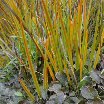New Zealand iris