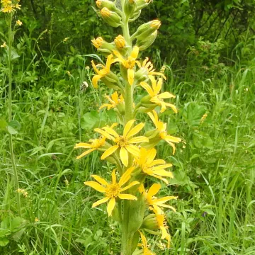 Fischer's ligularia