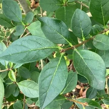 Oval-leaf privet