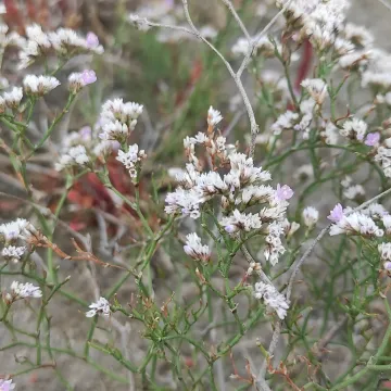 Bell-leaved sea-lavender