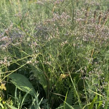 Limonium gerberi