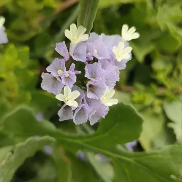 Sea lavender