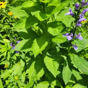 Great blue lobelia