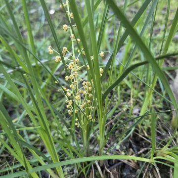 Wattle mat-rush