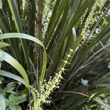 Lomandra hystrix
