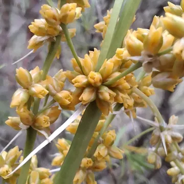 Lomandra