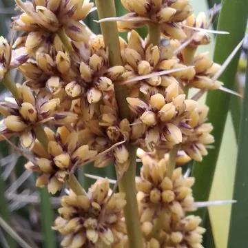 Longleaf mat-rush