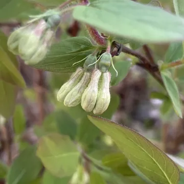 Pallas honeysuckle
