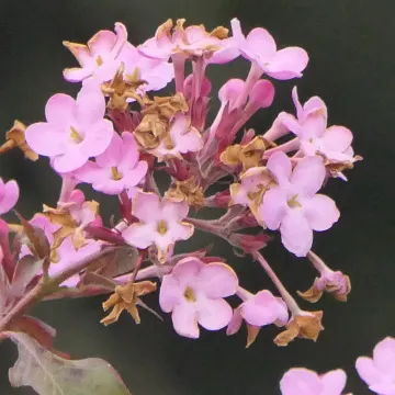 Himalayan Luculia