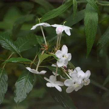 Luculia