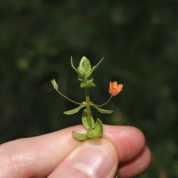 Scarlet pimpernel