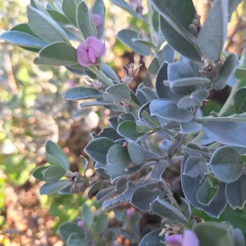 Silky sweet pea bush